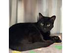 Limerick, Domestic Shorthair For Adoption In Carrollton, Texas