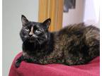 Lucy, Domestic Shorthair For Adoption In Portage, Wisconsin