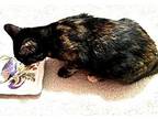 Ronda Domestic Shorthair Kitten Female