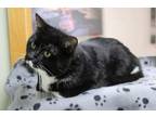 Mighty Max, Domestic Shorthair For Adoption In Portage, Wisconsin