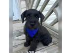 Schnauzer (Miniature) Puppy for sale in Rainsville, AL, USA