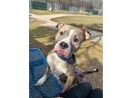 Spirit, American Pit Bull Terrier For Adoption In Twinsburg, Ohio