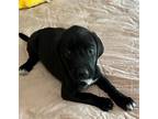 Nina, Labrador Retriever For Adoption In Glenwood, Georgia