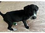 Nessi, Labrador Retriever For Adoption In Glenwood, Georgia