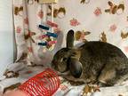 Gwendolyn, Lop, Holland For Adoption In Waynesboro, Virginia