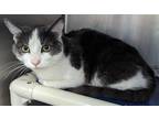 Cj, Domestic Shorthair For Adoption In Owensboro, Kentucky