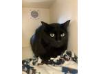 Basil, Domestic Shorthair For Adoption In Pullman, Washington