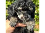 Poodle (Toy) Puppy for sale in Summerville, GA, USA