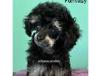 Fantasy AKC