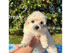 Poodle (Toy) Puppy for sale in Summerville, GA, USA