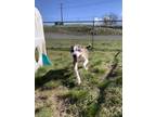 Dako, American Pit Bull Terrier For Adoption In Pullman, Washington