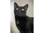 Stanley, Domestic Shorthair For Adoption In Fishers, Indiana