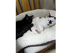 Domino And Jinx, Domestic Shorthair For Adoption In Land O Lakes, Florida
