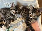 Olive, Olivia, And Oscar, Domestic Mediumhair For Adoption In Land O Lakes
