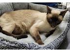 Jasper, Siamese For Adoption In Knoxville, Tennessee