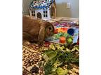 Porkchop, Flemish Giant For Adoption In Naples, Florida