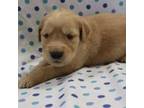 Golden Retriever Puppy for sale in Athens, WI, USA