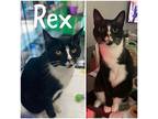 Rex Domestic Shorthair Male