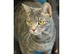 Blueberry Domestic Shorthair Young Male
