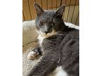 Silver Dollar, Domestic Shorthair For Adoption In Penfield, New York