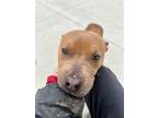 Jayson, American Pit Bull Terrier For Adoption In Matteson, Illinois