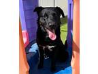 Koda, Labrador Retriever For Adoption In Glendale, Arizona