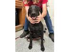 Jet, Labrador Retriever For Adoption In Knoxville, Tennessee