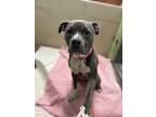 Zyra, American Pit Bull Terrier For Adoption In Knoxville, Tennessee