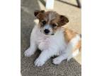 Honky Tonk, Jack Russell Terrier For Adoption In Beavercreek, Oregon