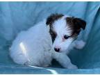 Yee Haw, Jack Russell Terrier For Adoption In Beavercreek, Oregon