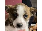 Billy The Kid, Jack Russell Terrier For Adoption In Beavercreek, Oregon