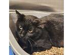 Sparkie, Domestic Shorthair For Adoption In Pembroke, Ontario