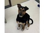 Azalea, Miniature Pinscher For Adoption In Irving, Texas