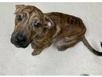 Scooby, American Pit Bull Terrier For Adoption In Irving, Texas