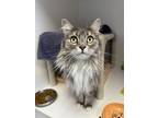 Cookie Dough, Domestic Longhair For Adoption In Kelowna, British Columbia