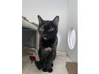 Shorty, Domestic Shorthair For Adoption In Kelowna, British Columbia