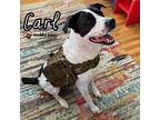 Carl (courtesy Post), Labrador Retriever For Adoption In Council Bluffs, Iowa