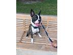 Wilson, Boston Terrier For Adoption In Boca Raton, Florida