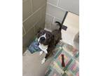 Cane American Pit Bull Terrier Adult Male