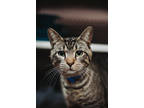 72624a Sparky-pounce Cat Cafe, Domestic Shorthair For Adoption In North