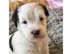 Gemma, Scottie, Scottish Terrier For Adoption In Sanford, North Carolina