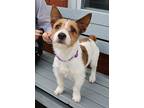 Titan, Jack Russell Terrier For Adoption In Larchmont, New York
