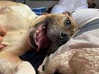 Slim Shady American Staffordshire Terrier Adult Male
