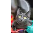 Sonya, Domestic Shorthair For Adoption In Albuquerque, New Mexico