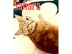 Sahara, Domestic Shorthair For Adoption In Mooresville, North Carolina