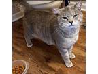 Sloan M, Domestic Shorthair For Adoption In Somerset, Kentucky