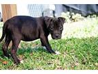 Emmy, Terrier (unknown Type, Medium) For Adoption In St Augustine, Florida