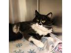 Peterrific, Domestic Mediumhair For Adoption In Bingham Farms, Michigan