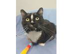 Oreo, Domestic Shorthair For Adoption In Barrie, Ontario