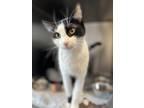 Jelly Belly, Domestic Shorthair For Adoption In Appleton, Wisconsin